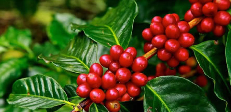 El café - Planta, flor y fruto - Aroma Espress