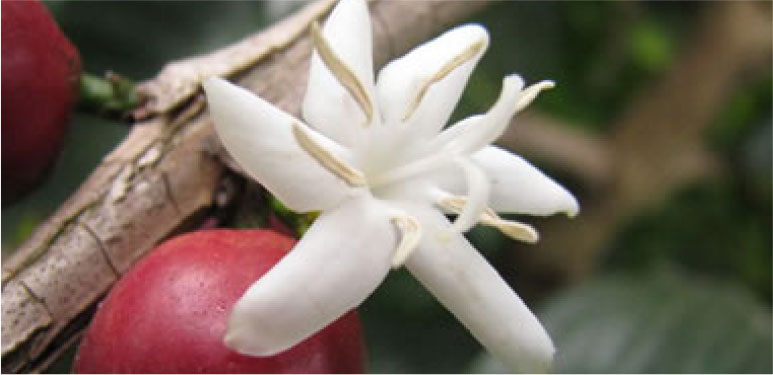 El café - Planta, flor y fruto - Aroma Espress